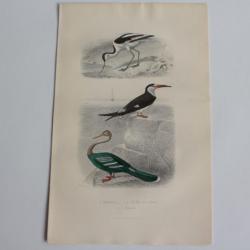 Gravure BUFFON Avocette Bec en ciseaux Anhinga Oiseaux XIXe siècle