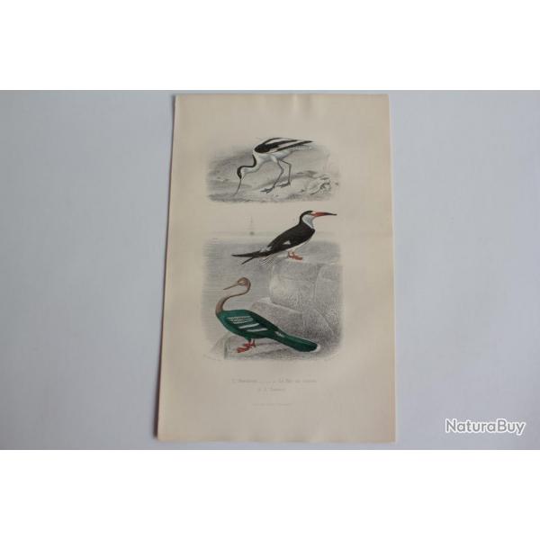 Gravure BUFFON Avocette Bec en ciseaux Anhinga Oiseaux XIXe sicle