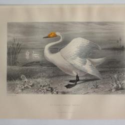 Gravure BUFFON Cygne Oiseaux XIXe siècle