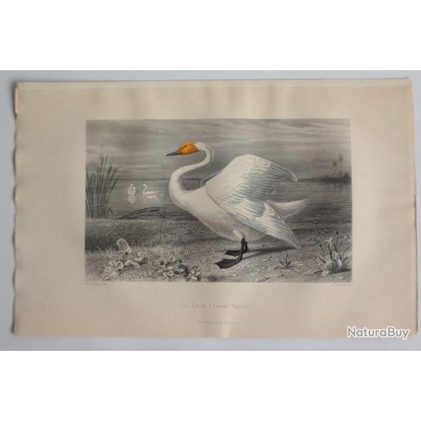 Gravure BUFFON Cygne Oiseaux XIXe sicle