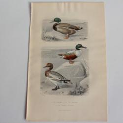 Gravure BUFFON Canard Souchet Canard Siffleur Oiseaux XIXe siècle
