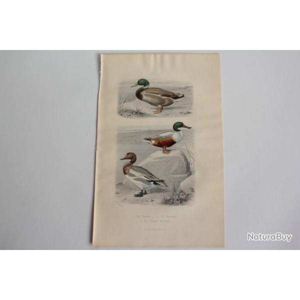 Gravure BUFFON Canard Souchet Canard Siffleur Oiseaux XIXe sicle