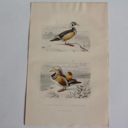 Gravure BUFFON Canard Huppé Sarcelle de Chine Oiseaux XIXe siècle