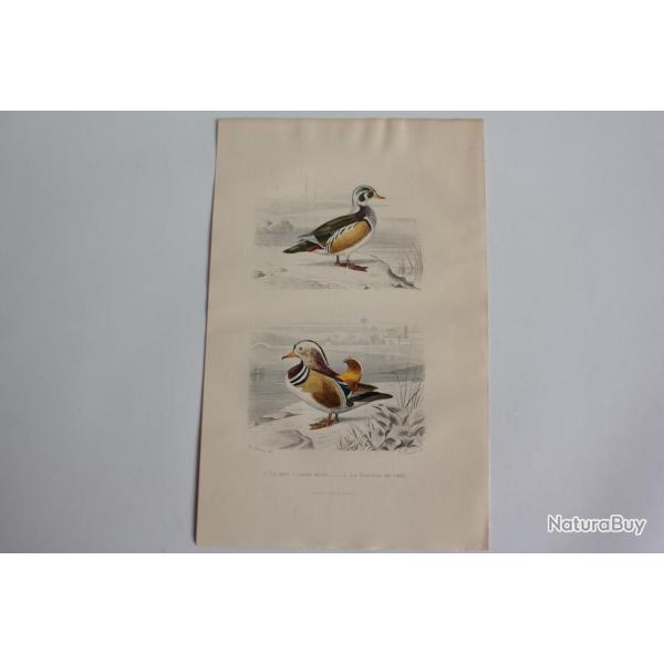 Gravure BUFFON Canard Hupp Sarcelle de Chine Oiseaux XIXe sicle