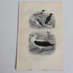 Gravure BUFFON Pétrei Guillemot Macareux Albatros Oiseaux XIXe siècle
