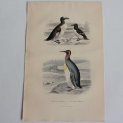Gravure BUFFON Pingouins communs Grand Manchot Oiseaux XIXe siècle