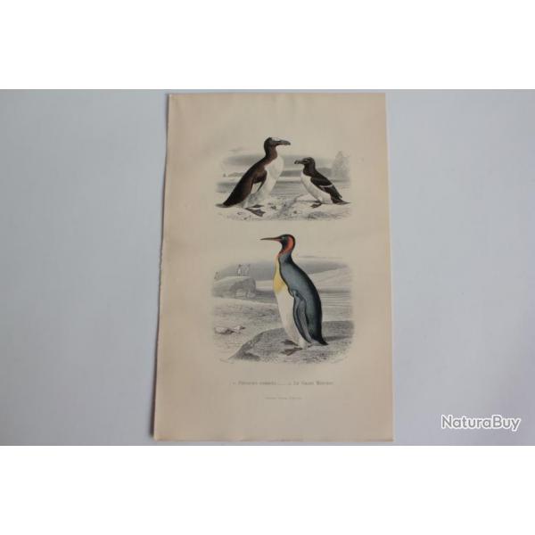 Gravure BUFFON Pingouins communs Grand Manchot Oiseaux XIXe sicle