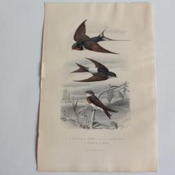 Gravure BUFFON Hirondelle Oiseaux XIXe siècle
