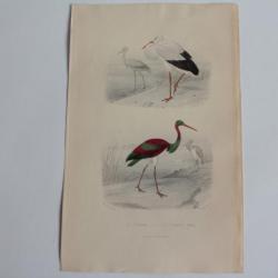 Gravure BUFFON Cigogne Cigogne noire Oiseaux XIXe siècle