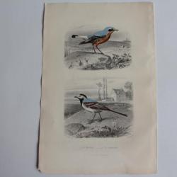 Gravure BUFFON Le Motteux La Lavandière Oiseaux XIXe siècle