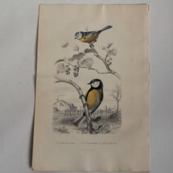 Gravure BUFFON Mésange bleue charbonnière Oiseaux XIXe siècle