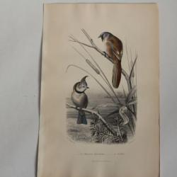 Gravure BUFFON Mésange moustache Huppée Oiseaux XIXe siècle