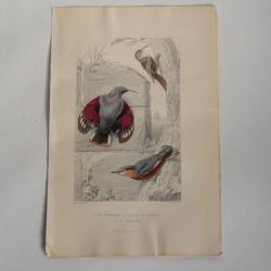 Gravure BUFFON Grimpereau Sittelle Oiseaux XIXe siècle
