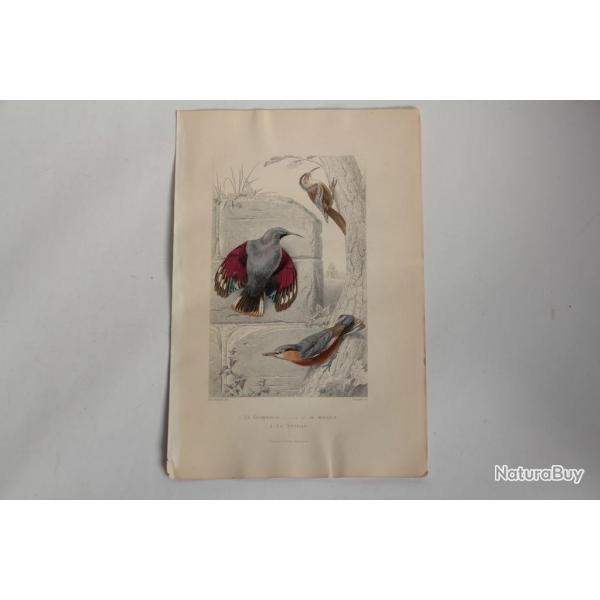 Gravure BUFFON Grimpereau Sittelle Oiseaux XIXe sicle