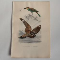 Gravure BUFFON Guêpier d'Europe Engoulevent Oiseaux XIXe siècle