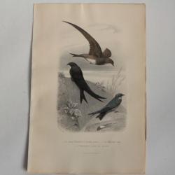 Gravure BUFFON Martinet Hirondelle Oiseaux XIXe siècle