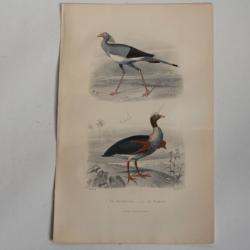 Gravure BUFFON Secrétaire Kamichi Oiseaux XIXe siècle