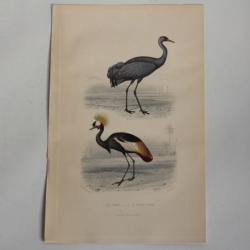 Gravure BUFFON Grue Oiseau-Royal Oiseaux XIXe siècle