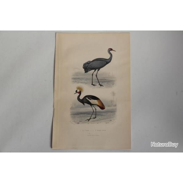 Gravure BUFFON Grue Oiseau-Royal Oiseaux XIXe sicle