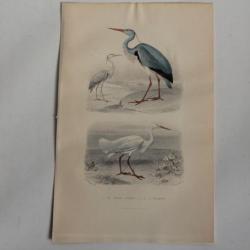 Gravure BUFFON Héron Commun Aigrette Oiseaux XIXe siècle