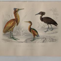 Gravure BUFFON Butor Blongios Ombrette Oiseaux XIXe siècle
