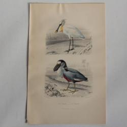 Gravure BUFFON Spatule Savacou Oiseaux XIXe siècle