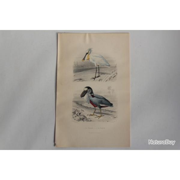 Gravure BUFFON Spatule Savacou Oiseaux XIXe sicle