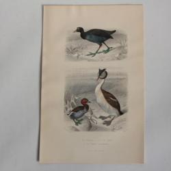 Gravure BUFFON Foulque Grèbe Castagneux Oiseaux XIXe siècle