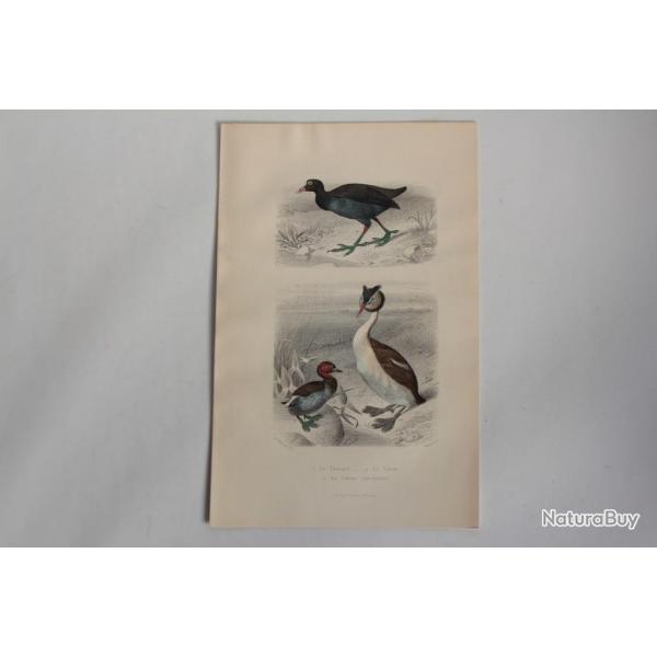 Gravure BUFFON Foulque Grbe Castagneux Oiseaux XIXe sicle