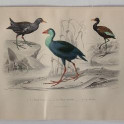 Gravure BUFFON Poule d'eau Poule Sultane Jacana Oiseaux XIXe siècle