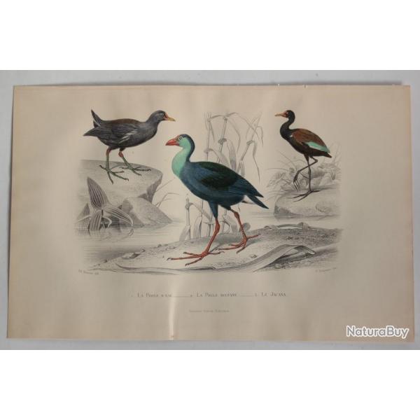 Gravure BUFFON Poule d'eau Poule Sultane Jacana Oiseaux XIXe sicle