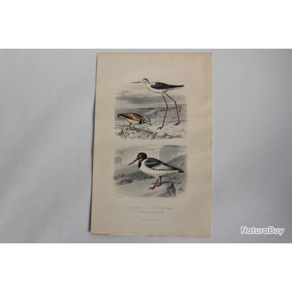 Gravure BUFFON chasse Tourne-pierre Hutrier Oiseaux XIXe sicle