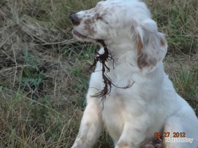 Chasseur b cassier recherche un territoire disponible un jour dans