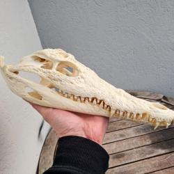 Vrai crâne de crocodile du Nil ; Crocodylus niloticus 31 cm