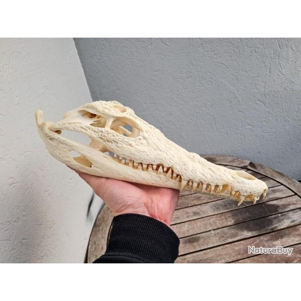 Vrai crne de crocodile du Nil ; Crocodylus niloticus 31 cm
