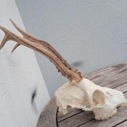 Crâne de chevreuil #720