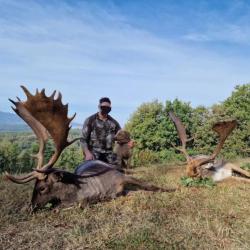 Chasse à l'approche daim, cerf, sanglier mouflon trophée - Toscane Italie