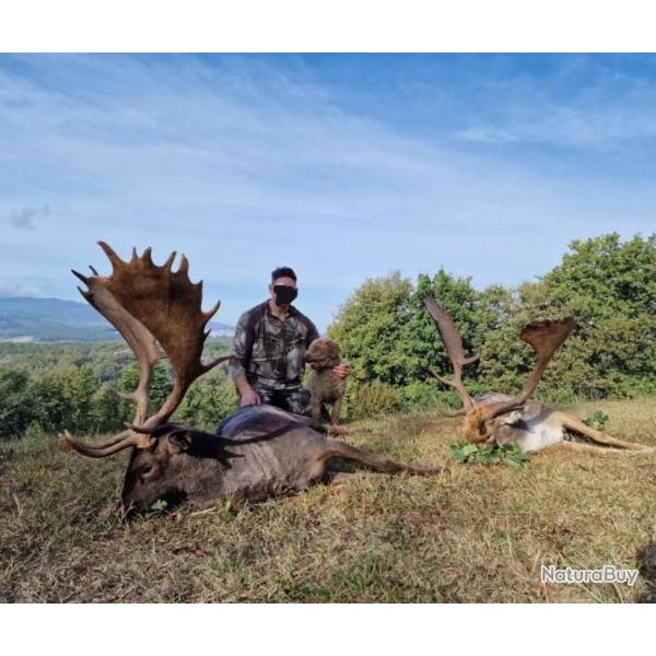 Chasse  l'approche daim, cerf, sanglier mouflon trophe - Toscane Italie