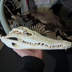 Vrai crâne de crocodile du Nil ; Crocodylus niloticus 31 cm #2601