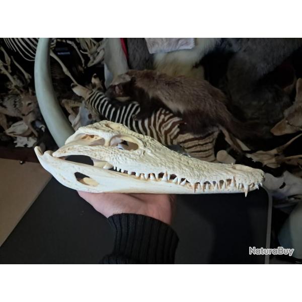 Vrai crne de crocodile du Nil ; Crocodylus niloticus 31 cm #2601