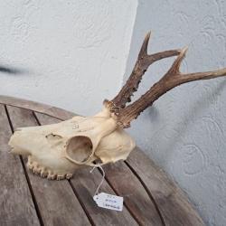 Crâne de chevreuil #721