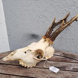 Crâne de chevreuil #727