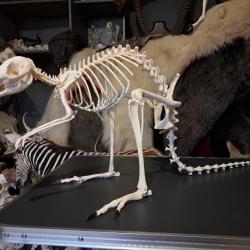 Squelette de Wallaby à cou rouge ; macropus rufogriseus