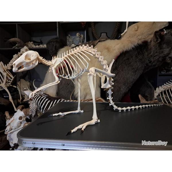 Squelette de Wallaby  cou rouge ; macropus rufogriseus