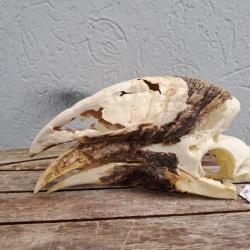 Crâne de calao à cuisses blanches ; Bycanistes albotibialis #L21(21)