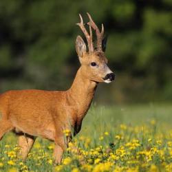 Tir d'été - Brocard, Sanglier et Renard