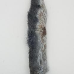 Patte de lièvre arctique (P.L.A) Gris métal