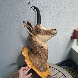 Taxidermie tête de chamois ; Rupicapra rupicapra #0105