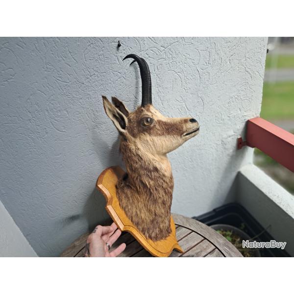 Taxidermie tte de chamois ; Rupicapra rupicapra #0105