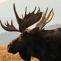 VOYAGE DE CHASSE INDIVIDUELLE À L'ÉLAN EN FINLANDE AVEC AUTHENTIC BOREAL